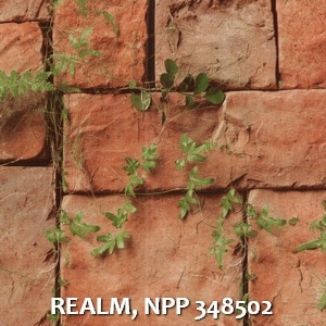 REALM, NPP 348502